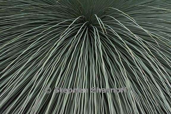 xanthorrhoea glauca 1 graphic